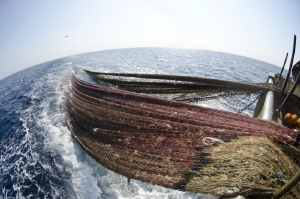 twin-trawlers industrial over-fishing by Mathieu Foulquié 